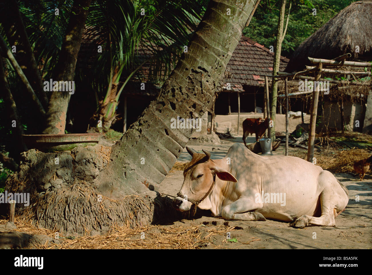 Ox dans village de Bonhoogly, Parganas, Bengale occidental, Inde Banque D'Images