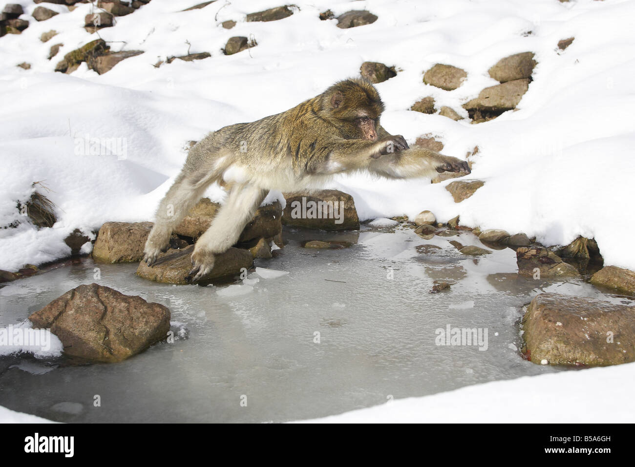 Macaque de barbarie, Barbary Ape (Macaca sylvanus), sauter par dessus le trou d'eau gelé Banque D'Images