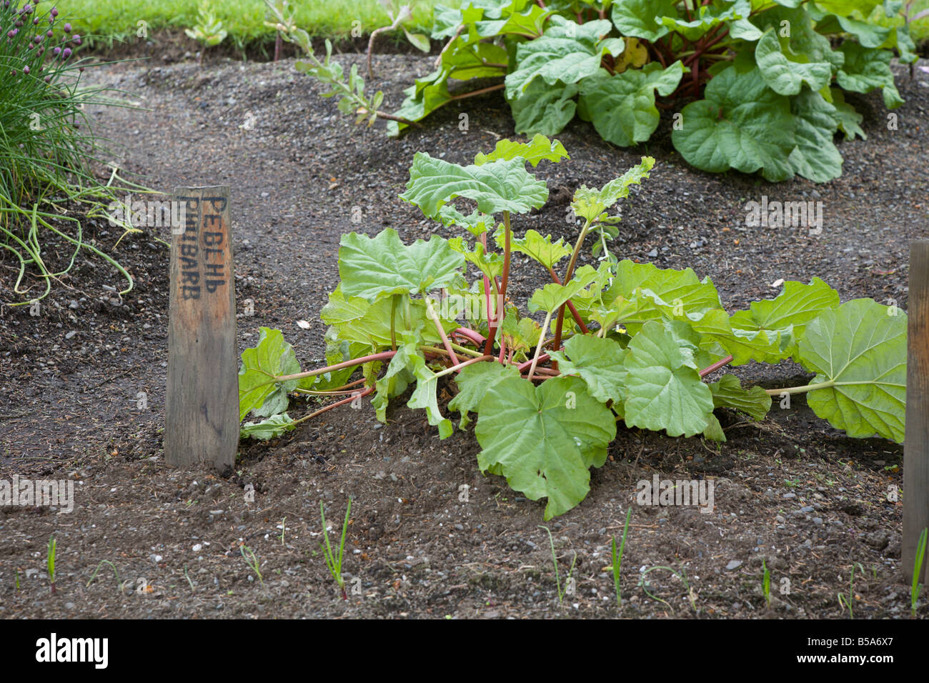 Usine de la rhubarbe dans le jardin, Sitka Alaska Banque D'Images