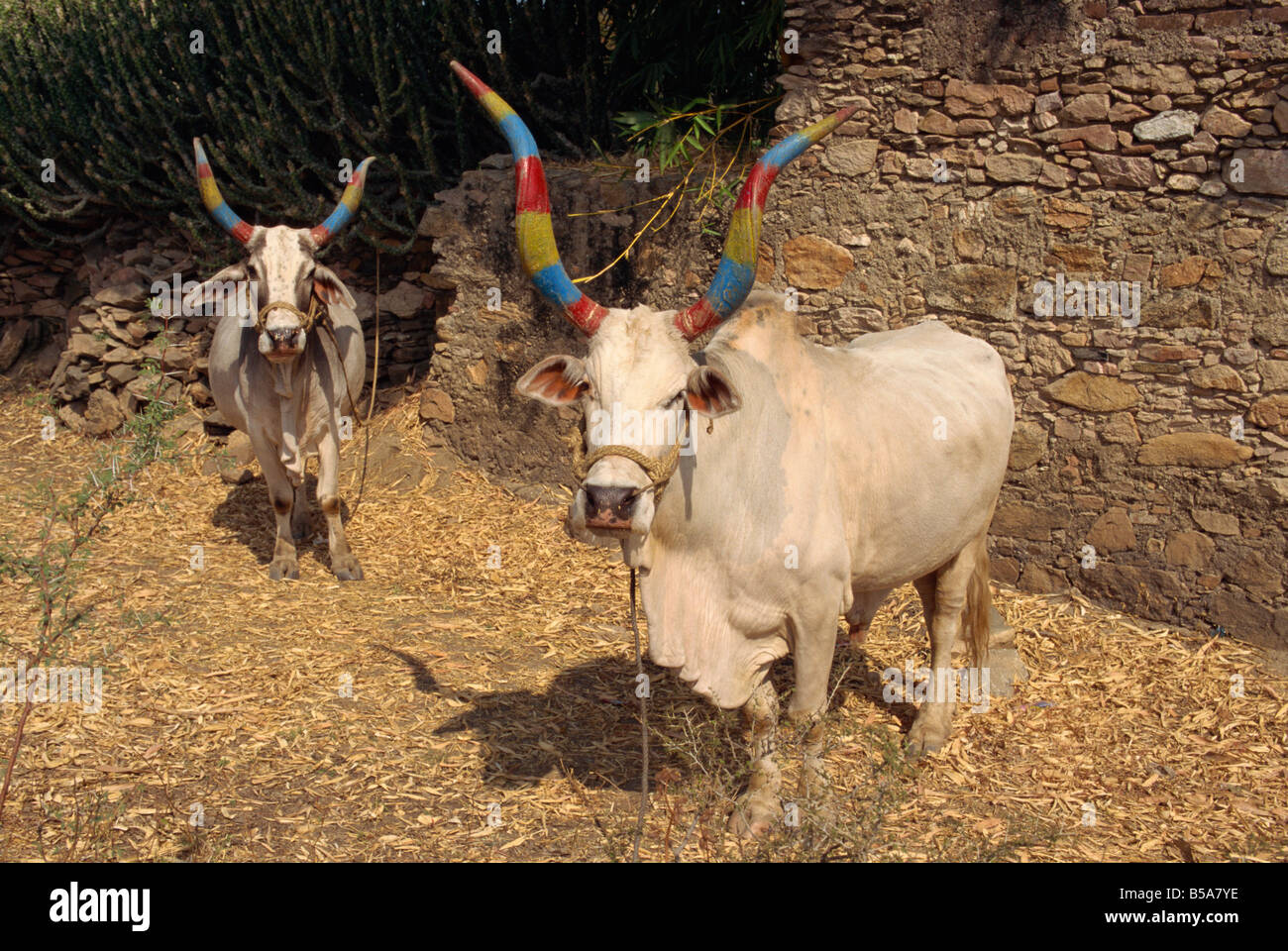 Vaches peintes Banque de photographies et d’images à haute résolution ...