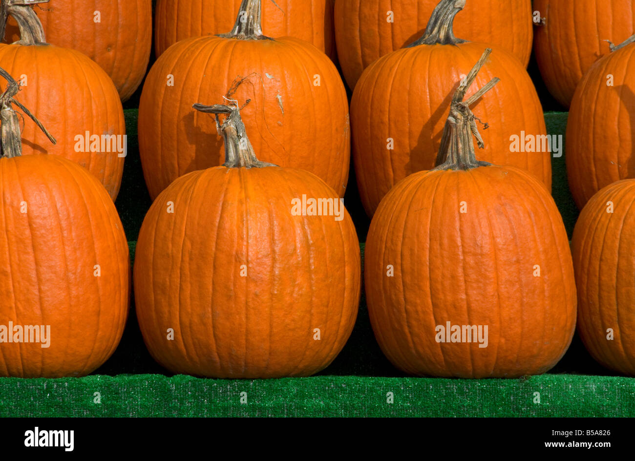 Pumpkins Ottawa Canada Banque D'Images