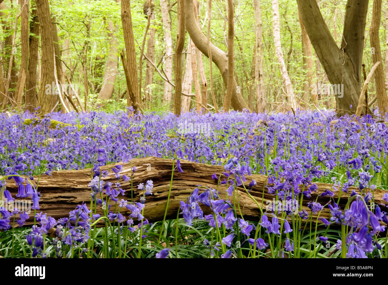 Un champ de jacinthes au printemps dans une forêt près de Rouen Haute-Normandie France Banque D'Images