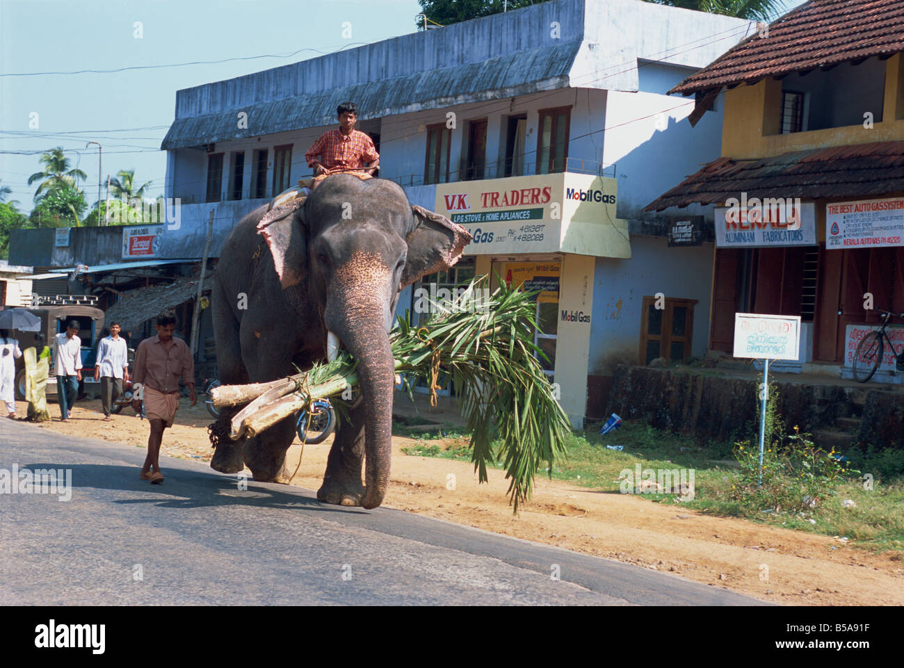 La marche de l'éléphant en bas de la route, l'état du Kerala, Inde Banque D'Images