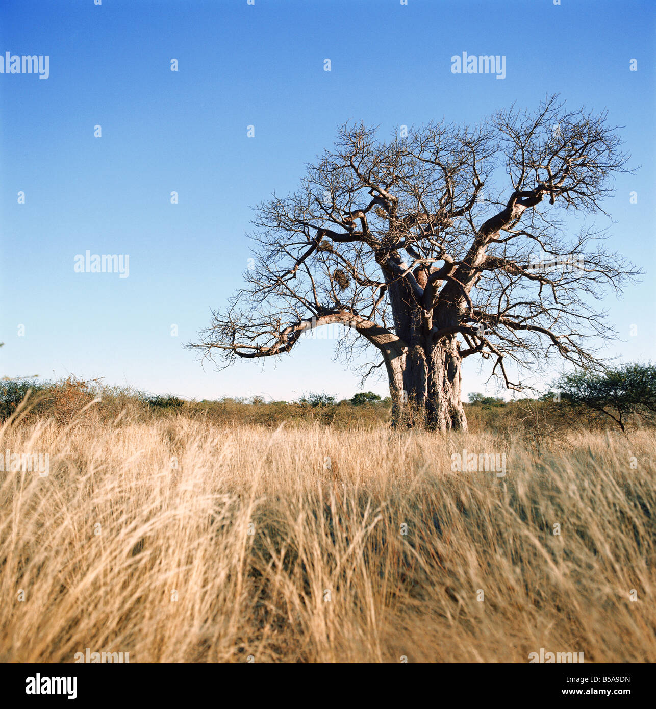 L'Afrique du Sud, la province du Limpopo, Kruger Park, dans le sud de la plupart des baobab en paysage herbeux Banque D'Images