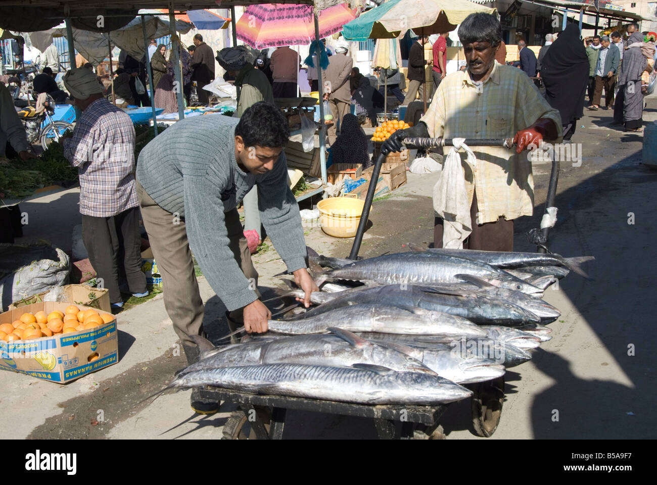 Marché aux poissons le matin Bandar Abbas le sud de l'Iran Moyen-orient Banque D'Images
