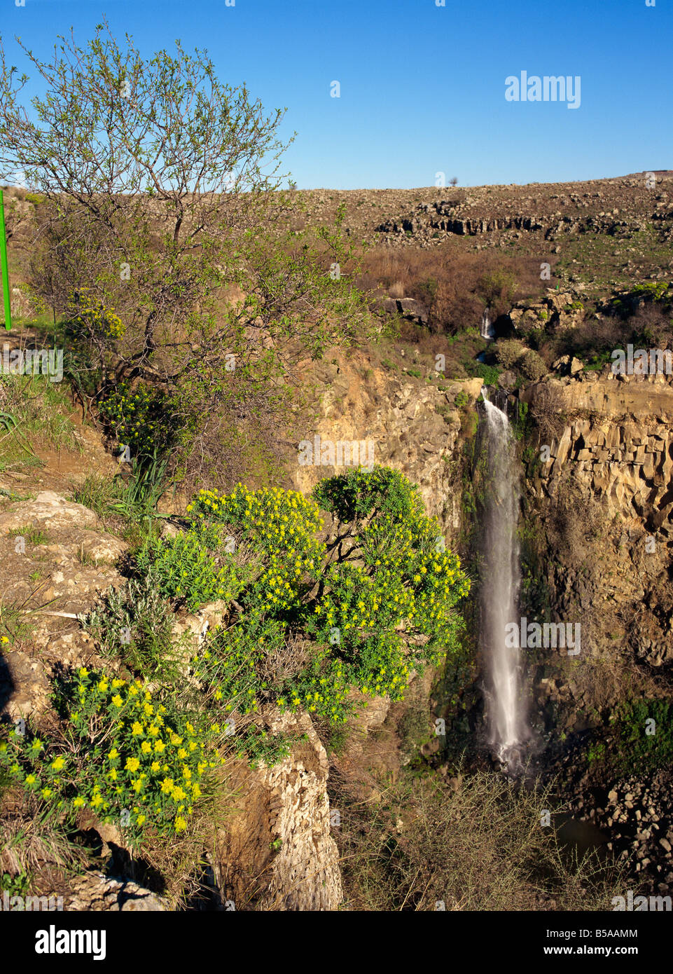 Fleurs sauvages et cascade dans le Gamla réserve naturelle sur le plateau du Golan, Israël, Moyen Orient Banque D'Images