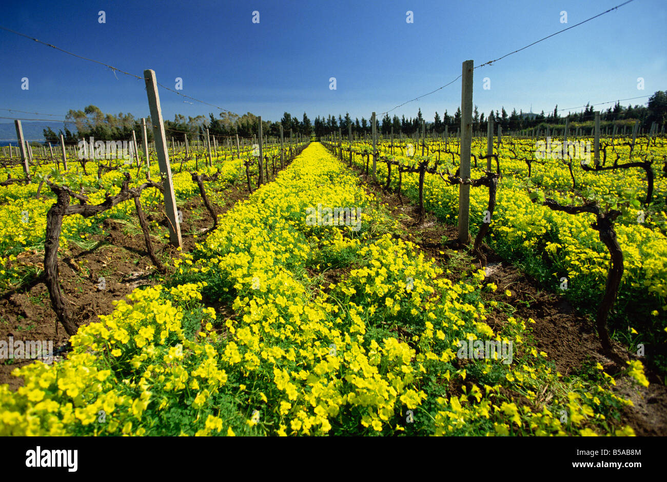 Les fleurs de printemps dans un vignoble près de Milazzo sur la côte nord-est, en Sicile, Italie, Europe Banque D'Images