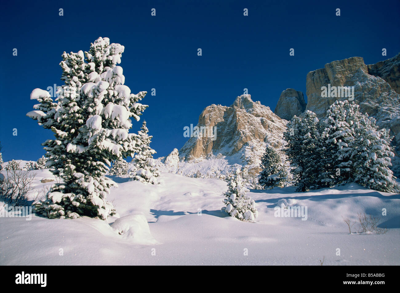 Les arbres couverts de neige et de montagnes à la Passo Sella dans le Val di Fassa Italie T Teegan Banque D'Images