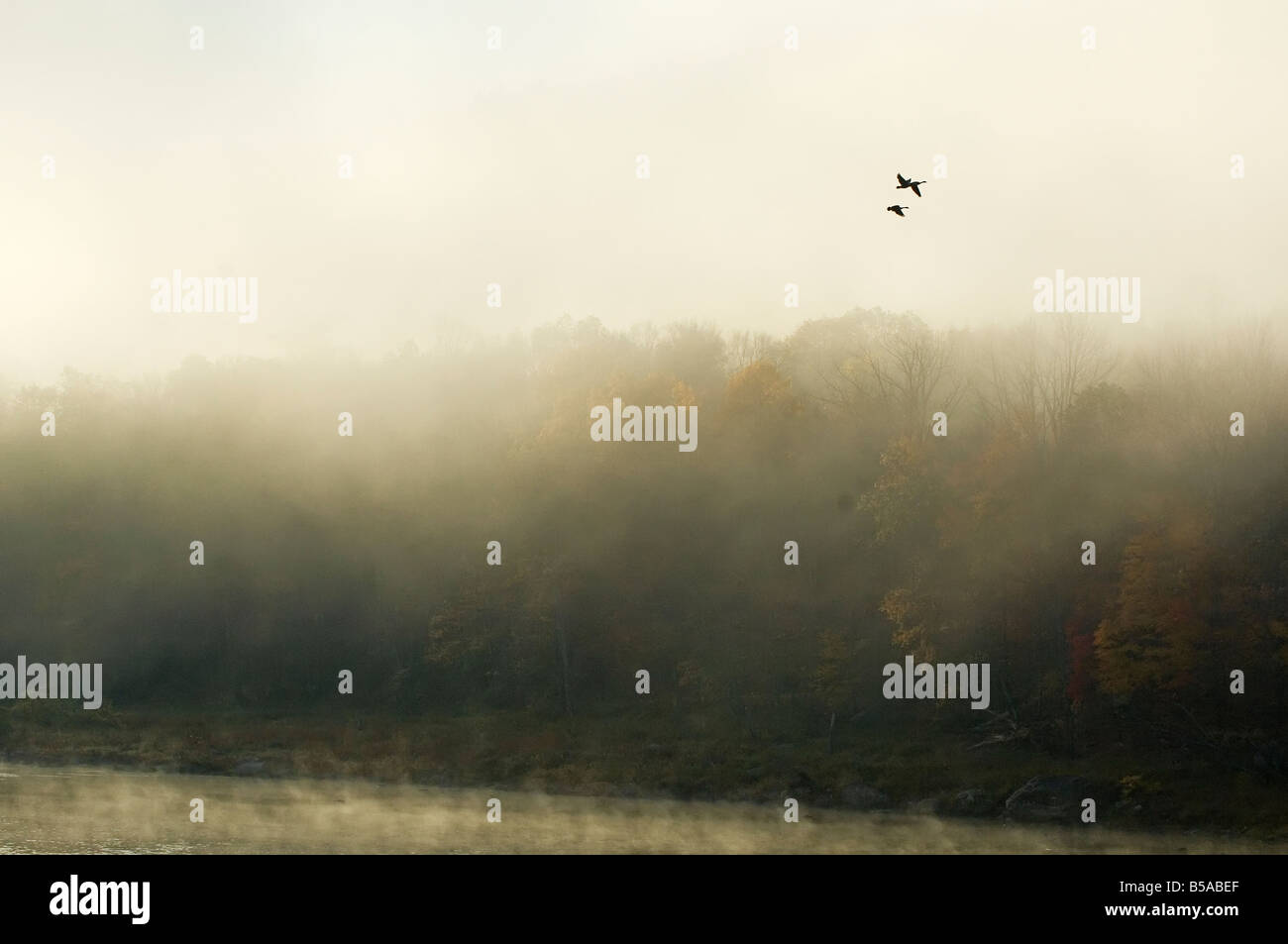 Matin Brouillard et River au Oies Banque D'Images