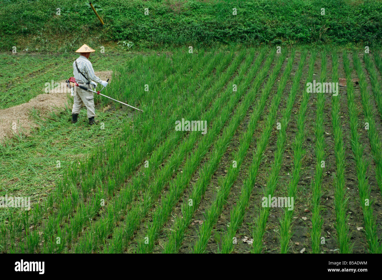 L'homme à la coupe de champ de riz dans la vallée de Kiso Okute Japon ...
