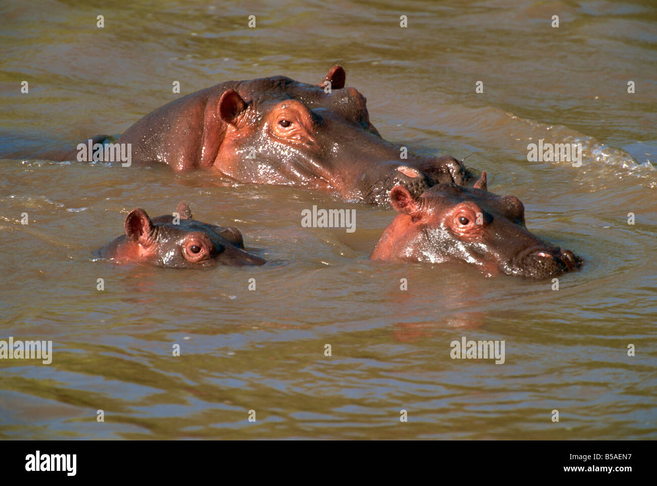 Hippopotame (Hippopotamus amphibius) détente dans la rivière Mara, Masai Mara, Kenya, Afrique de l'Est, l'Afrique Banque D'Images