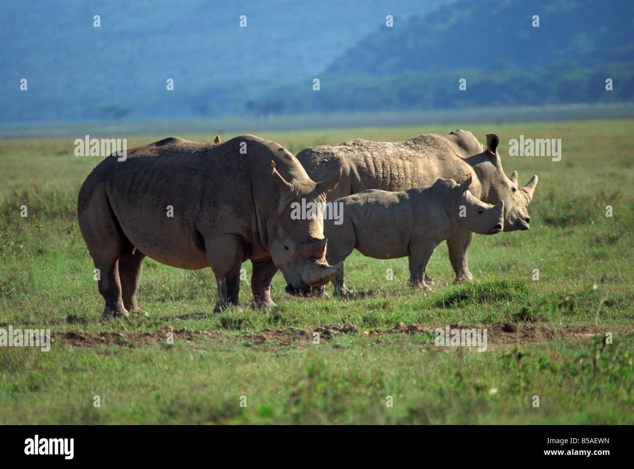 Famille rhinocéros noir du Parc du Lac Nakuru Kenya Afrique Afrique de l'Est Banque D'Images