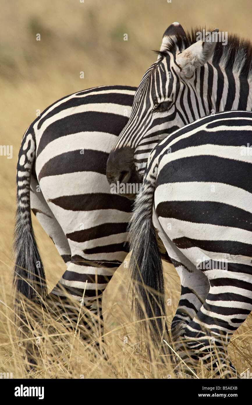 La moule commune ou le zèbre de Burchell (Equus burchelli), Masai Mara National Reserve, Kenya, Afrique de l'Est, l'Afrique Banque D'Images