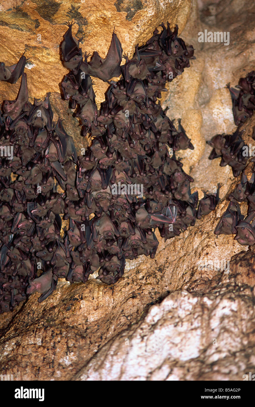 Les chauves-souris de Goa Lawah, à un temple, fournir la subsistance de serpent géant légendaire Naga Basuki, Bali, Indonésie, Asie du sud-est Banque D'Images