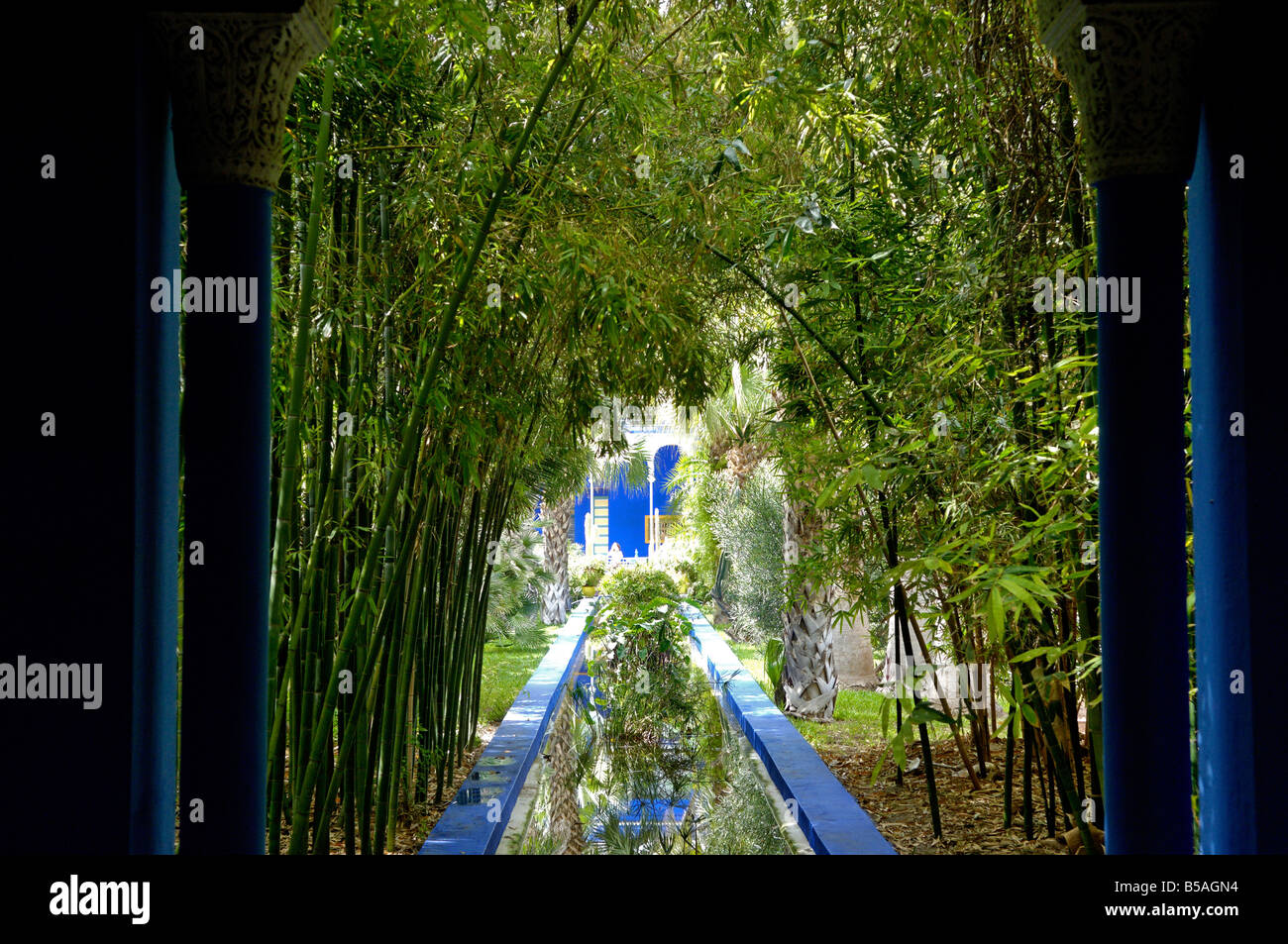 Bambou dans le Jardin Majorelle, et restauré par le couturier Yves Saint-Laurent, Marrakech, Maroc, Afrique Banque D'Images