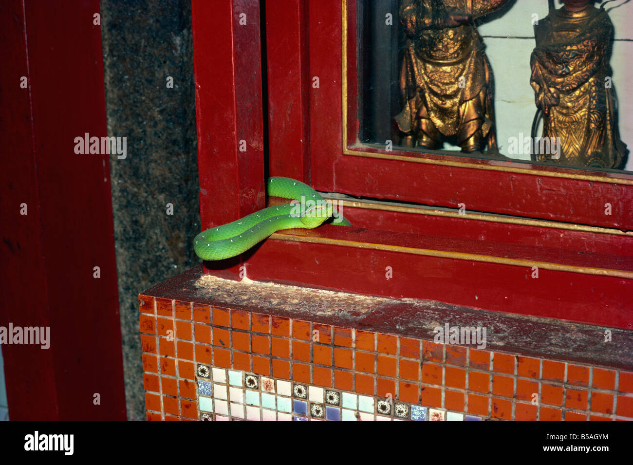 Wagler s pit viper Snake Temple Penang Malaisie Asie Asie du sud-est Banque D'Images