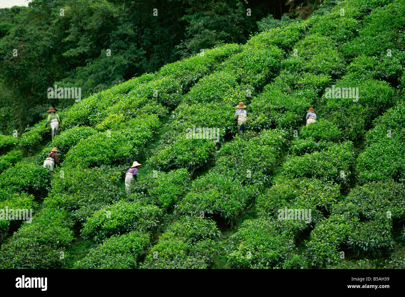 Les cueilleurs de thé au Sungai Palas Estate, Cameron Highlands, Perak, Malaisie, en Asie du sud-est Banque D'Images