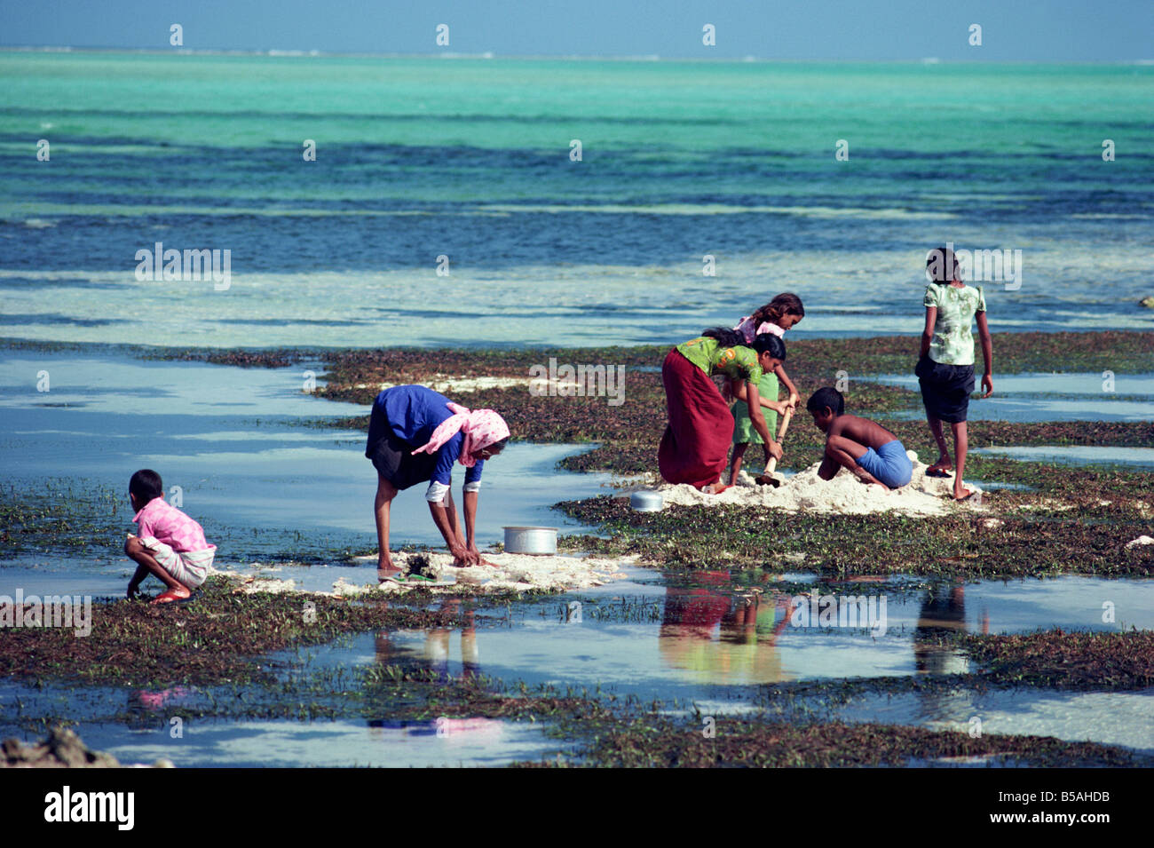 Les écorces de noix de coco hachée et enterré dans la boue, dans l'atol de Baa, Maldives, océan Indien Banque D'Images