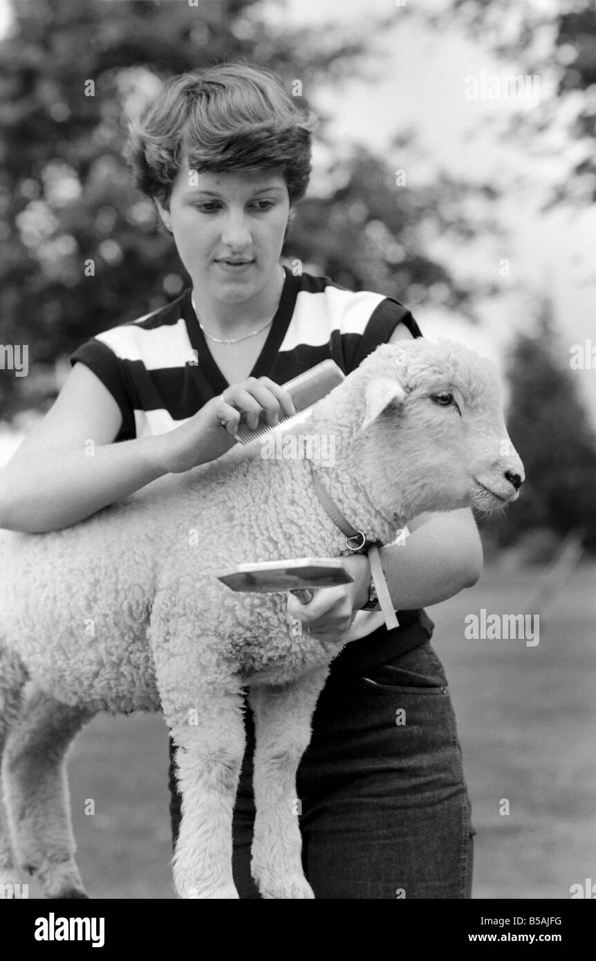 Femme l'alimentation et le toilettage Larry l'agneau. Juin 1980 Banque D'Images