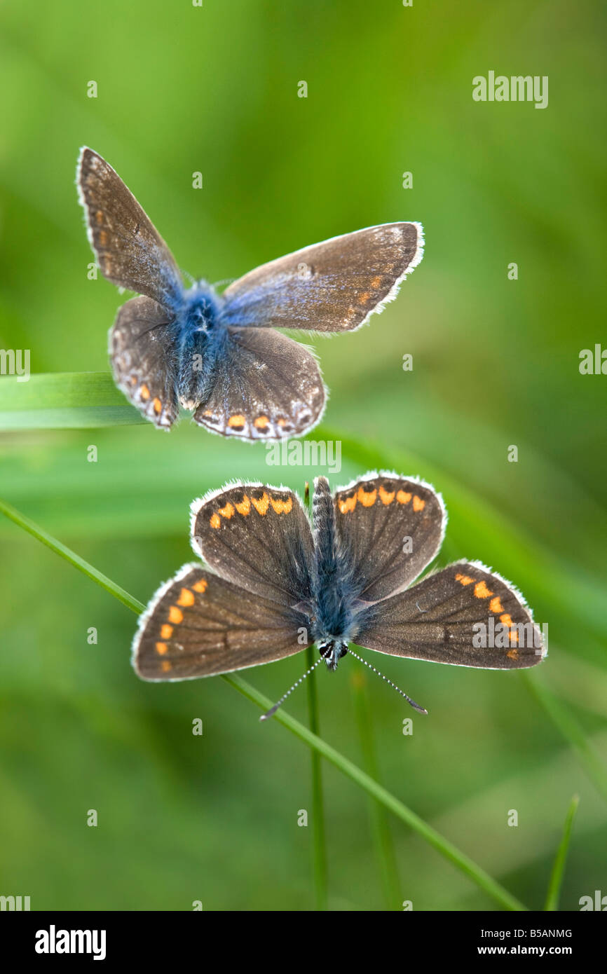 Argus brun Aricia agestis blue Polyommatus icarus butterfllies commun tant les femmes Banque D'Images