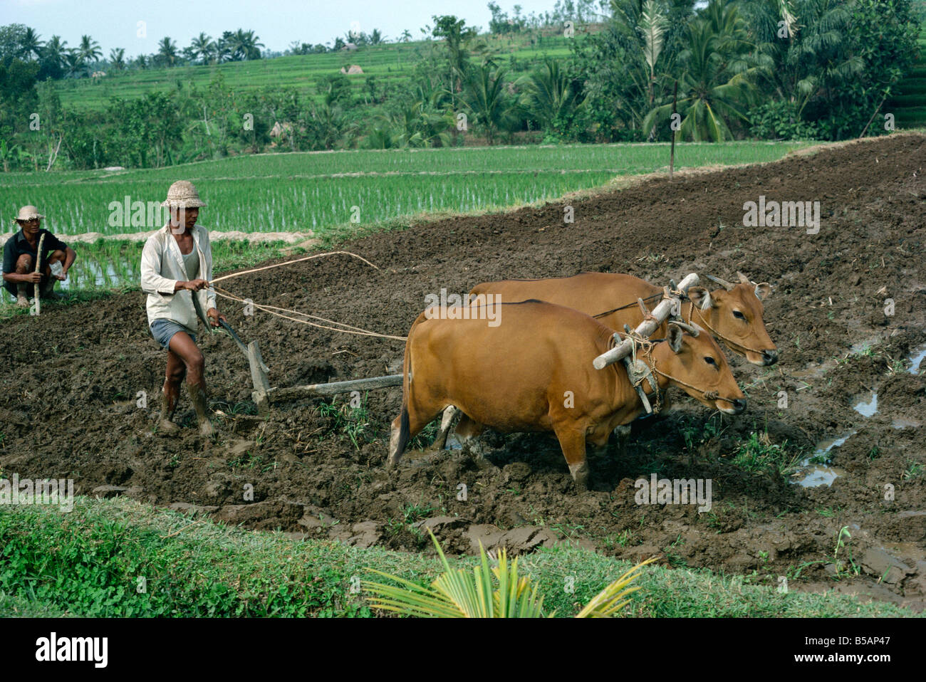 Homme labourant un champ avec deux taureaux en Bali Indonésie Asie Asie du sud-est Banque D'Images
