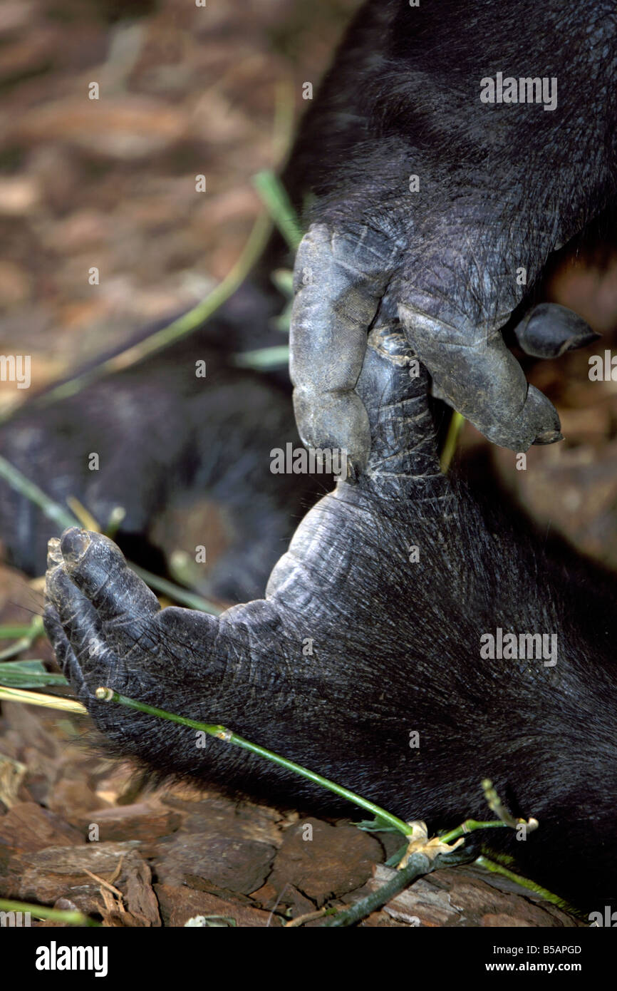 Les mains et les doigts d'un gorille de plaine de l'ouest (Gorilla gorilla gorilla ) Banque D'Images