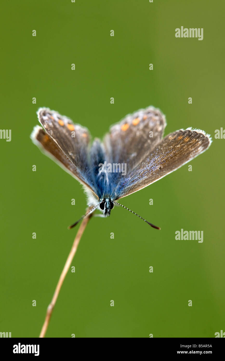 Papillon bleu commun Polyommatus icarus femelle Banque D'Images