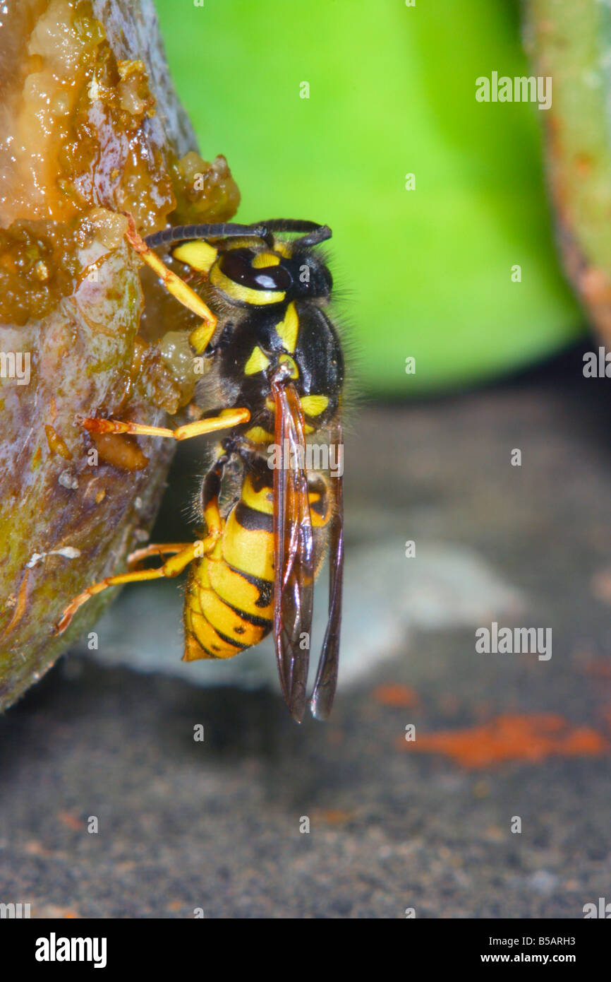 La Guêpe Vespula germanica allemand. Se nourrir sur une fig Banque D'Images