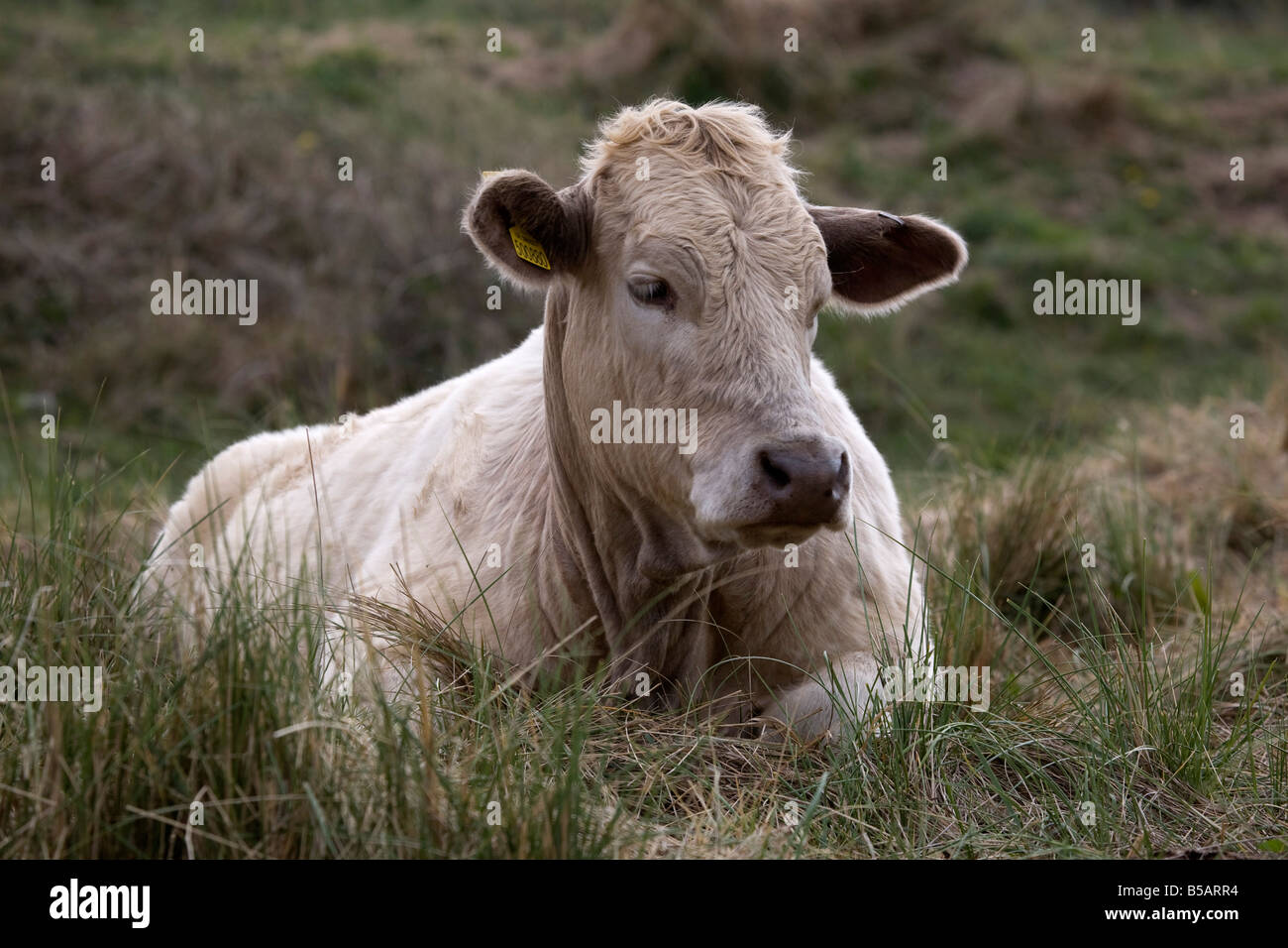 Vache à Polly Joke Cornwall Banque D'Images