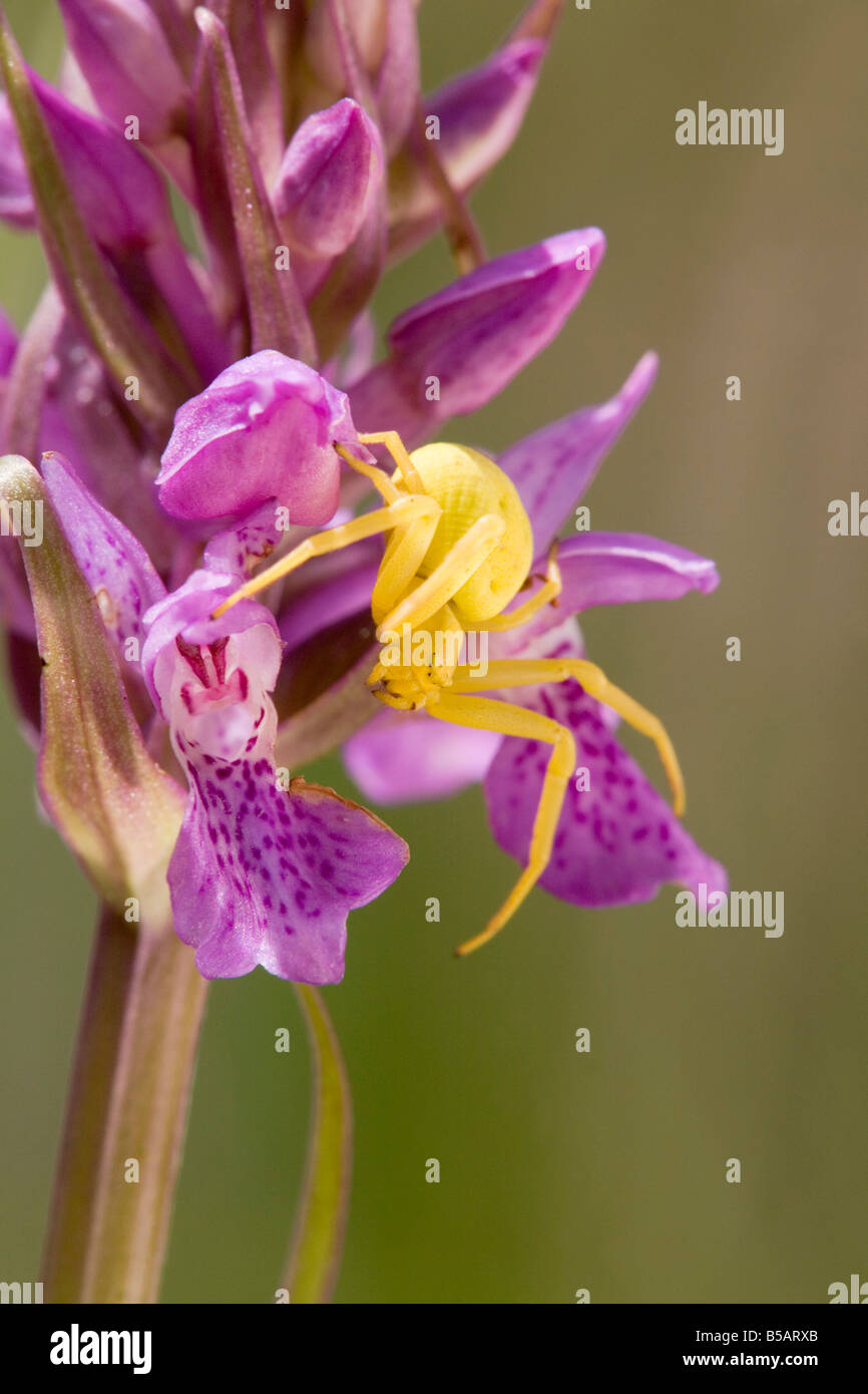 Araignée crabe sur le sud de l'orchidée Dactylorhiza praetermissa marsh Banque D'Images