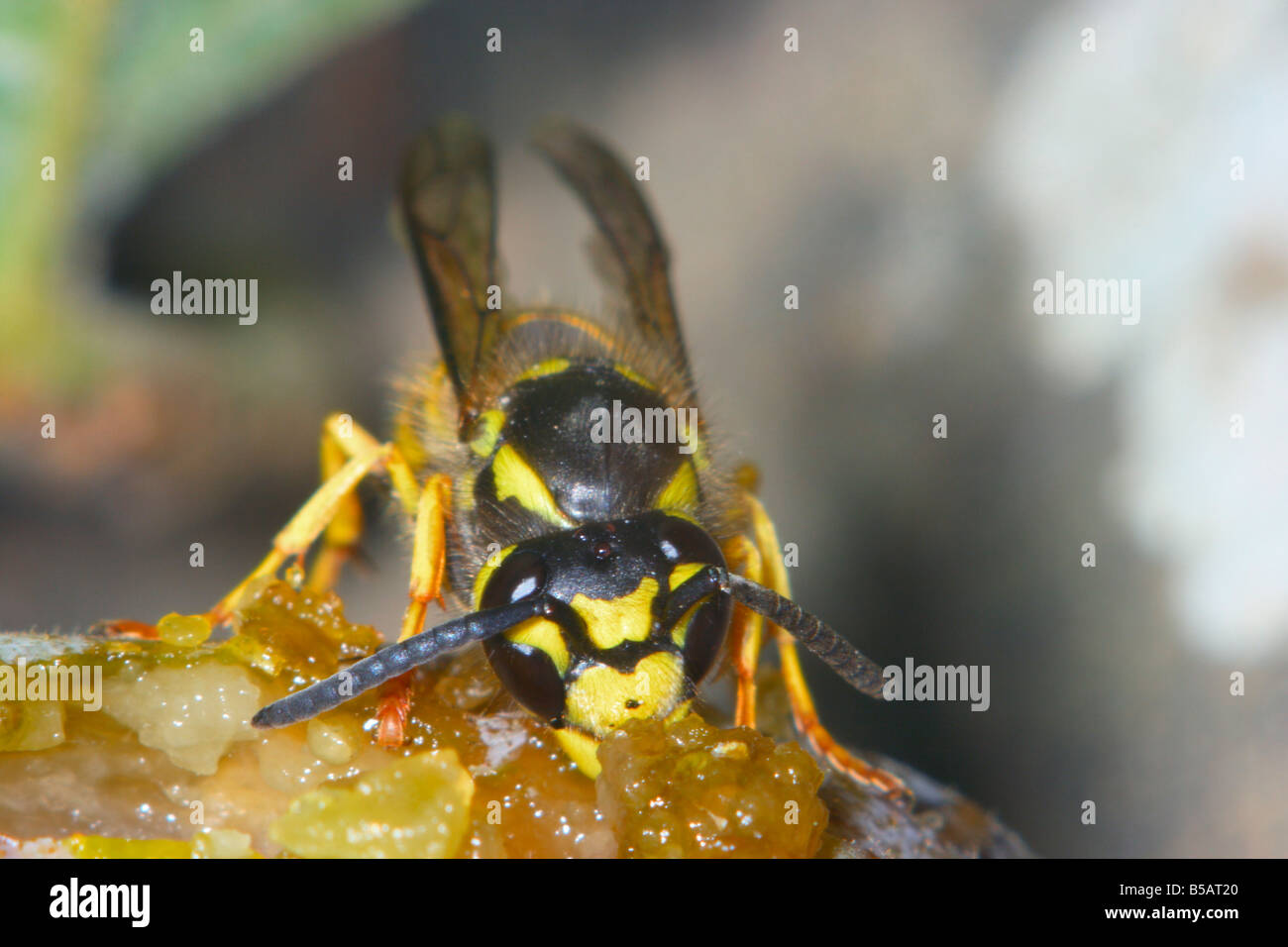 La Guêpe Vespula germanica allemand. Se nourrir sur une fig. Gros plan de la tête Banque D'Images