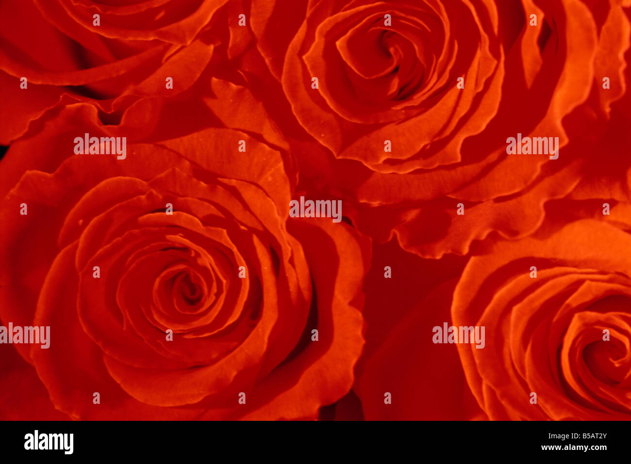 Close up of Roses L Murray Banque D'Images