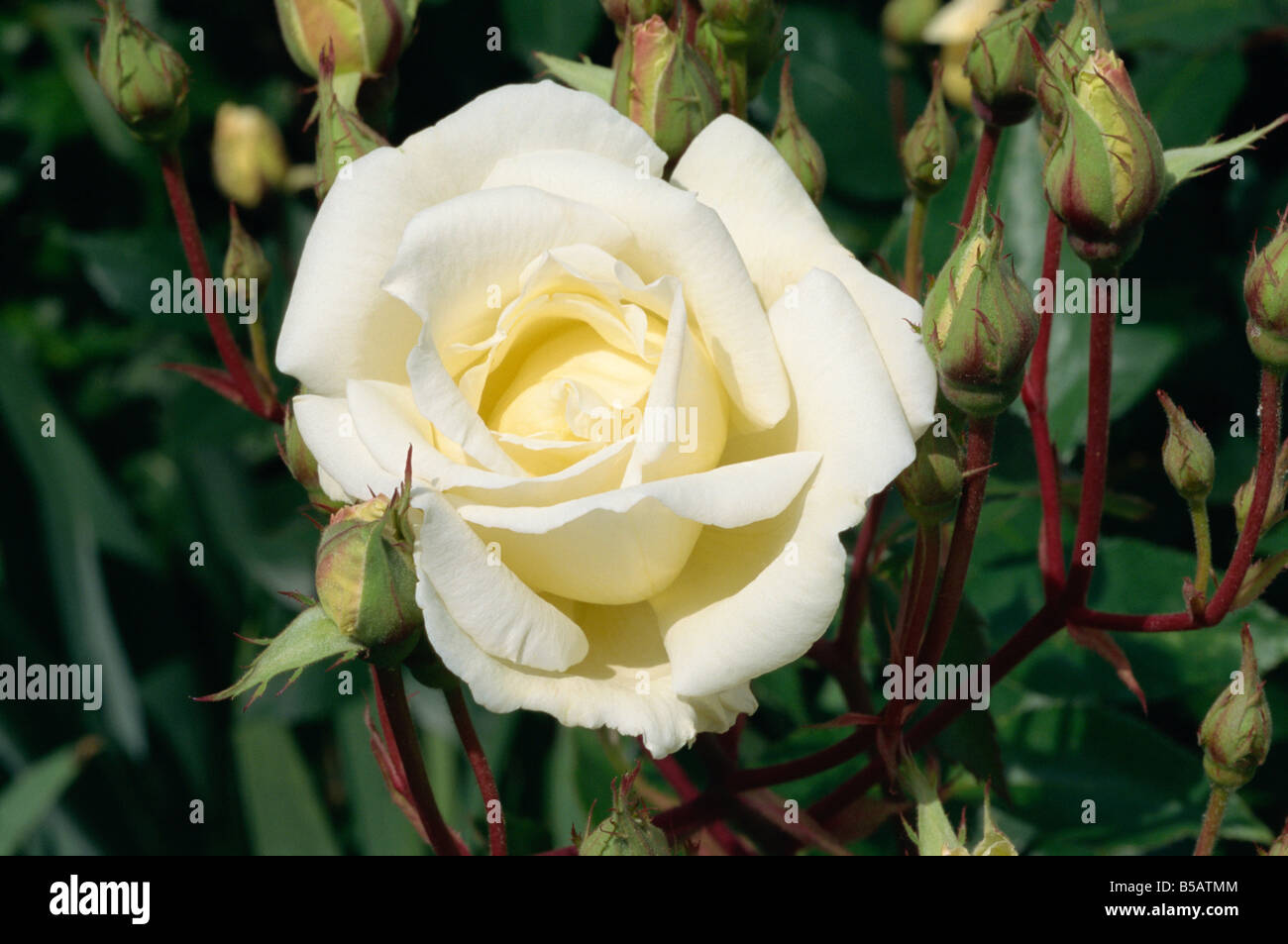 Close up Rose Blanche Pax prise en juin M H Black Banque D'Images