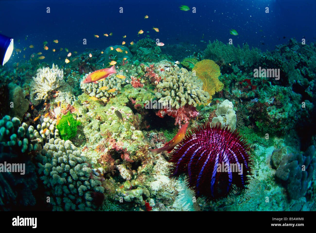 Couronne d'étoile de mer Acanthaster planci mange sur un récif de corail en bonne santé, Similan, en Thaïlande, en Asie du sud-est Banque D'Images