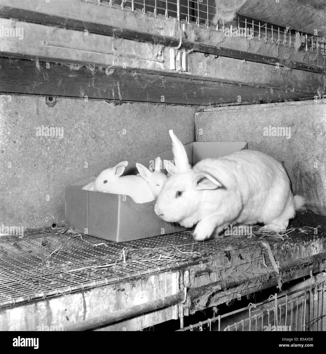 Les lapins élevés en cage à la ferme d'un lapin. 1962 A871-002 Banque D'Images