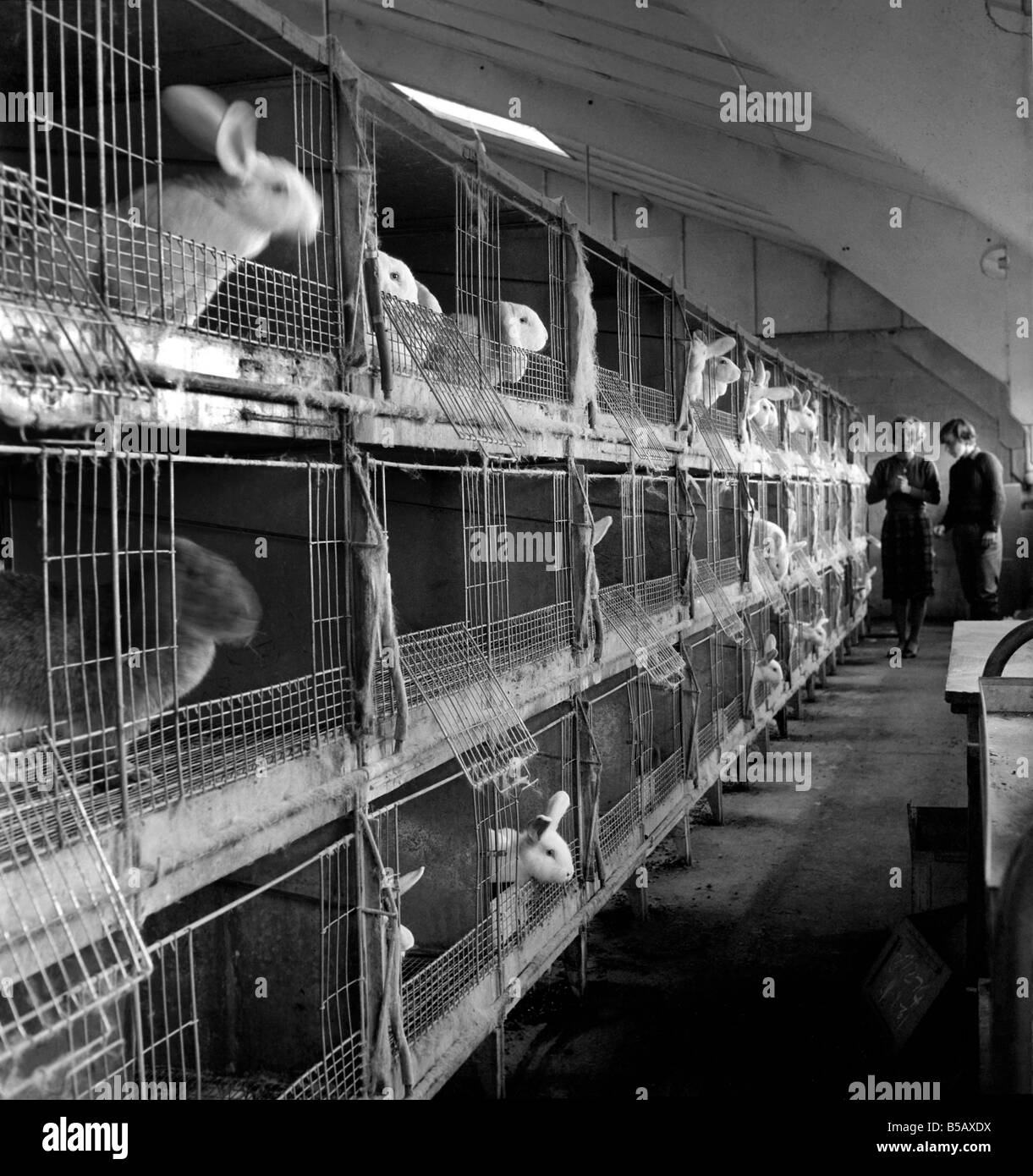 Les lapins élevés en cage à la ferme d'un lapin. 1962 A871-005 Banque D'Images