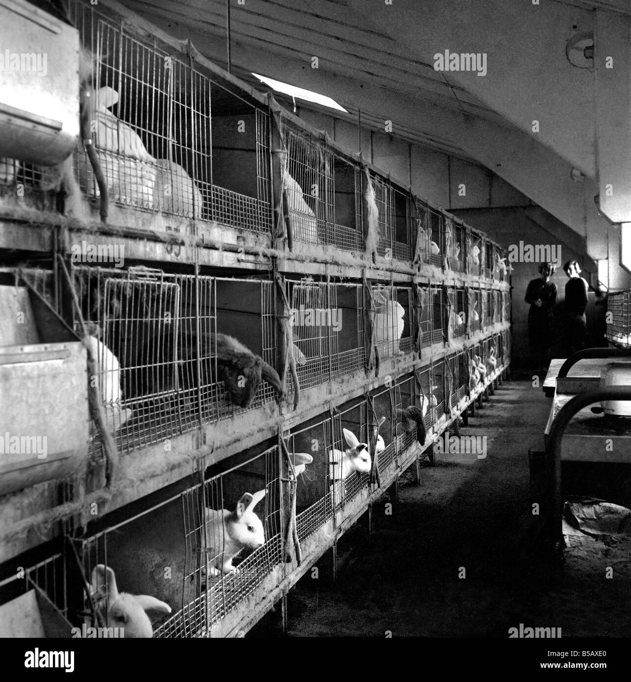 Les lapins élevés en cage à la ferme d'un lapin. 1962 A871-006 Banque D'Images