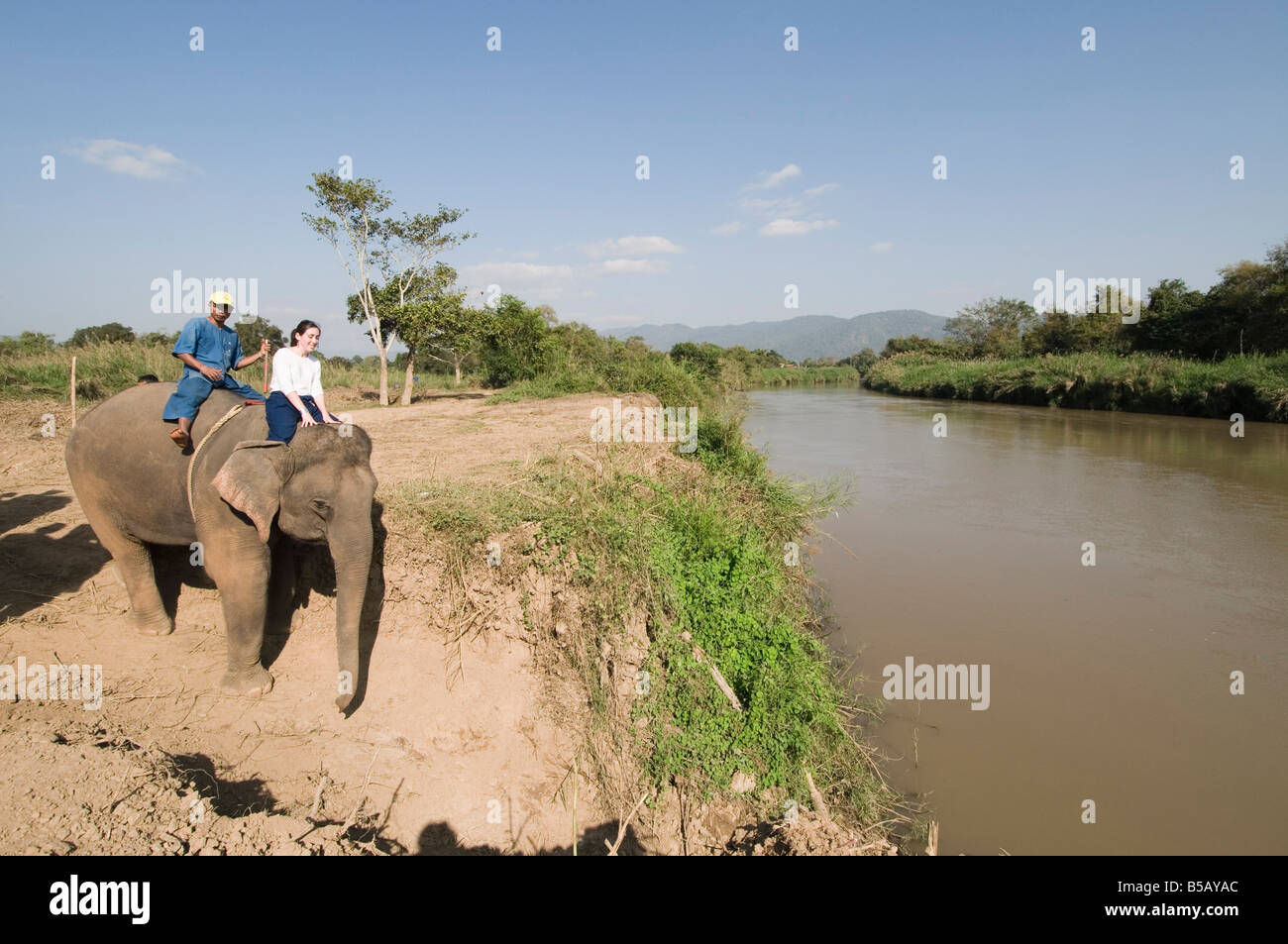 Les éléphants à l'Anantara Golden Triangle Resort, Sop Ruak, le Golden Triangle, en Thaïlande, en Asie du sud-est Banque D'Images