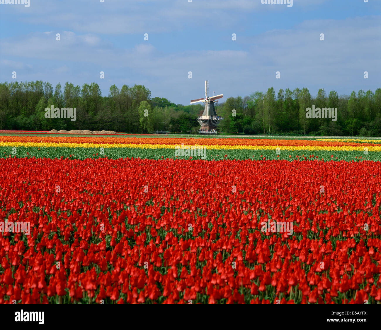Champ de tulipes avec une éolienne dans le fond près de l'Amsterdam Pays-Bas Europe Banque D'Images