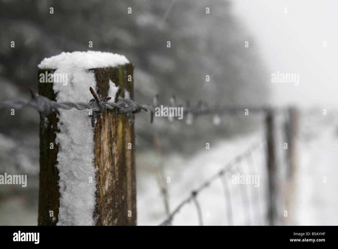 Post-clôture de bois dans la neige et sur la glace avec des barbelés et net grillage en bordure de forêt dans le comté d'Antrim en Irlande du Nord u Banque D'Images