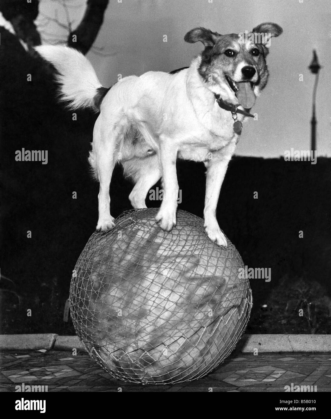 La scène de Rory chien Victor Manz de 87A, Route de Pepy Nouveau Cross, sera l'attraction principale et invité d'honneur au Daily Mirror's Pet Club Show à Cardiff. Mars 1963 P007292 Banque D'Images