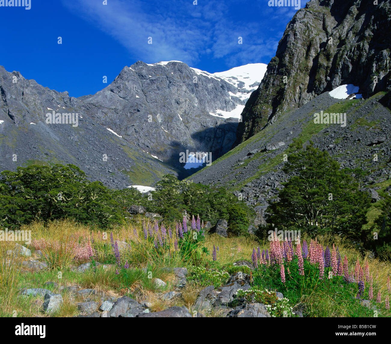 Fleurs alpines et de lupins près de Milford Sound dans les montagnes d'Otago sur l'île du sud de Nouvelle-Zélande et du Pacifique Banque D'Images