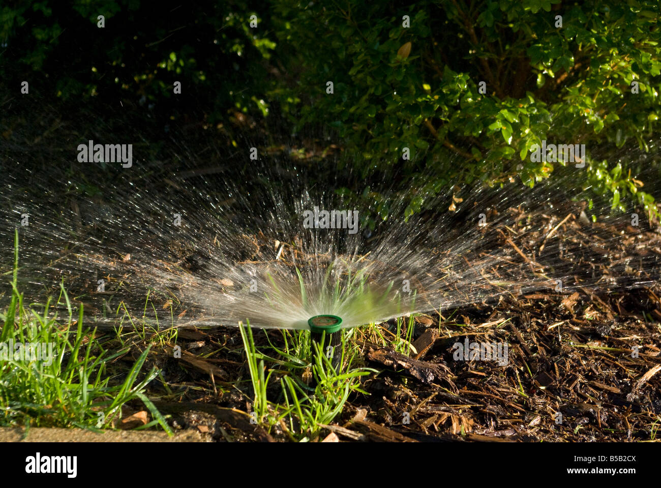 Une pulvérisation de l'eau sur de sprinkleur paillis et d'herbe dans un lit de jardin Banque D'Images