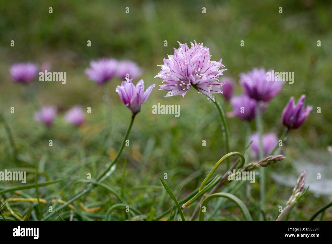 Allium schoenoprasum ciboulette sauvage Banque D'Images