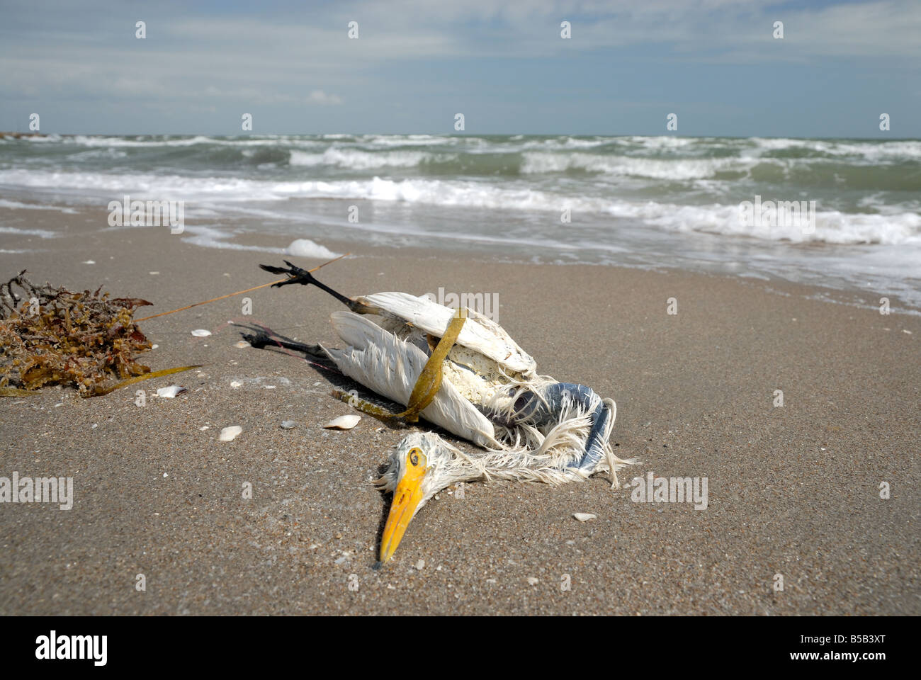 Dead seagull sur la plage Banque D'Images