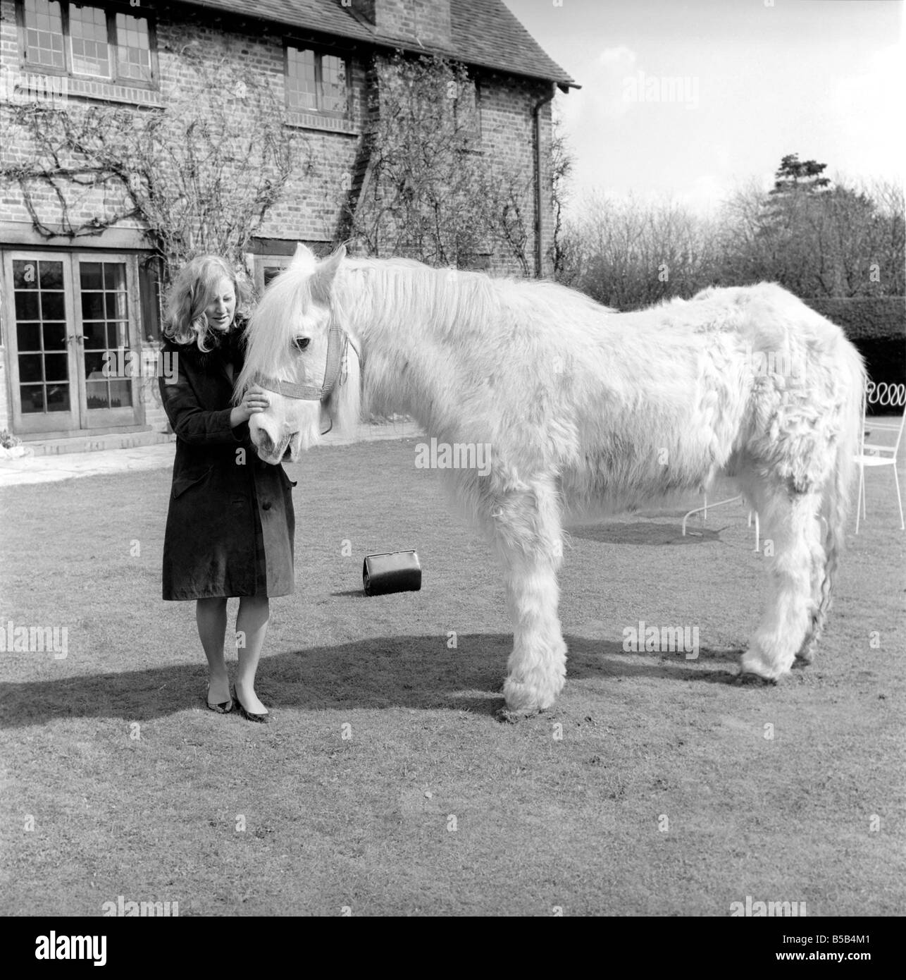 Cheval plus ancienne en Angleterre vu ici d'être caressé par femme. 1962 C116A-002 Banque D'Images