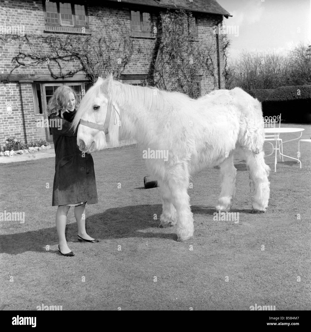 Cheval plus ancienne en Angleterre vu ici d'être caressé par femme. 1962 C116A-003 Banque D'Images