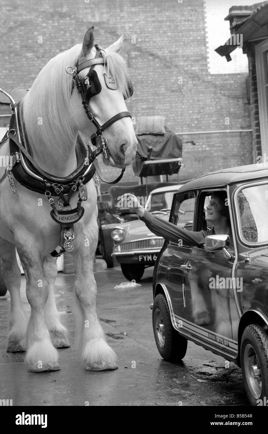 Hengist le Shire Horse à parler à une femme au volant d'une mini-voiture. &# 13 ;&# 10;Mai 1975 Banque D'Images