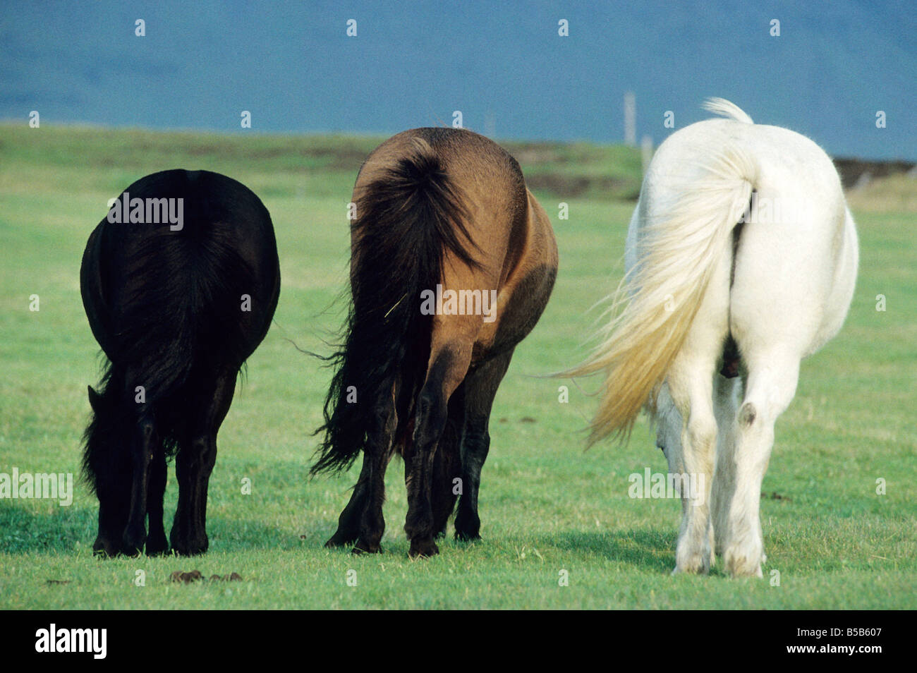 Cheval islandais (Equus caballus), trois individus de pâturage de couleur différente vu de derrière Banque D'Images