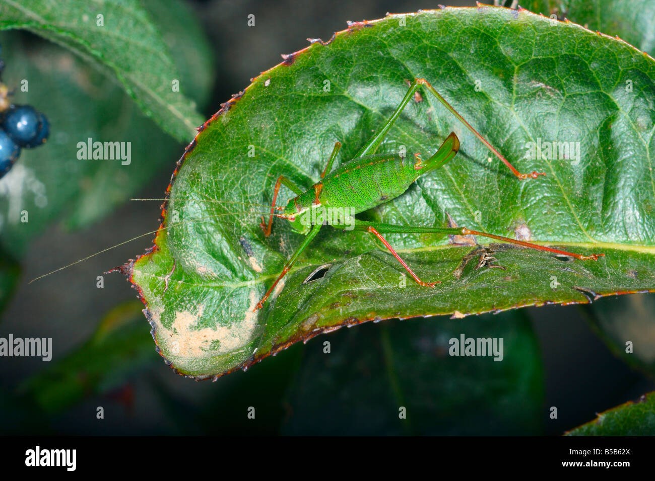 Roulement de la drépanocytose (Phaneroptera falcata) Femmes on leaf Banque D'Images